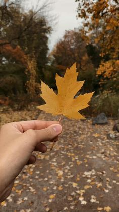 Fall leaves in Prague. Autumn in Czechia Leaves Photography, Photography Autumn, Leaf Photography, Autumn Leaves Photography, Photography Aesthetic, Beautiful Places Nature, Beautiful Photos Of Nature, Cool Pictures Of Nature, Aesthetic Instagram Theme