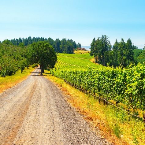 8 Things To Do In The Willamette Valley Besides Wine Tasting - TravelAwaits Oregon Vineyards, Willamette Valley Oregon, Vineyard Photography, Oregon Garden, Oregon State Parks, Summer Vacation Spots, Indoor Waterfall, Wine Trail, Willamette Valley