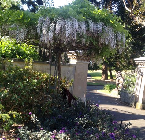 Wisteria Floribunda trained to a standard behind the Lions Gate in garden bed 39. Japanese Wisteria, Weeping Trees, Wisteria Lane, Lions Gate, Garden Bed, Corfu, Botanical Garden, Wisteria, Landscaping Ideas