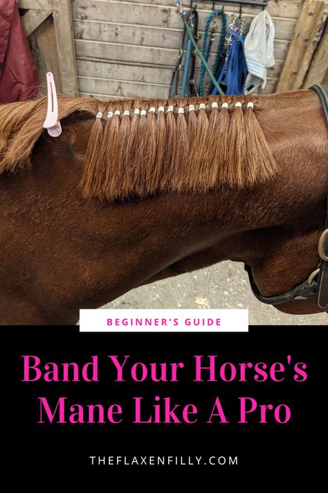 Show season is right around the corner, if you want to save money on your show bills this year, here are some tips for banding your horse's mane. It might seem overwhelming and tedious but by following these tips it will be quick and painless. Banding Horse Mane, Horse Show Hacks, Western Pleasure Outfit, Therapeutic Horseback Riding, First Horse, Horse Ownership, Horseback Riding Tips, Western Pleasure Horses, Horse Showing