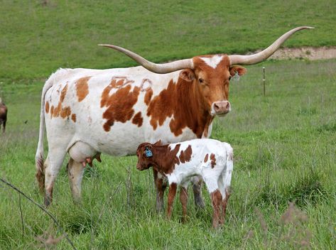 Longhorn Stock Photos - Longhorn Cow Cow Reference, Ranch Animals, Texas Longhorn Cattle, Longhorn Steer, Longhorn Cattle, Cow Photos, Longhorn Cow, Farm Lifestyle, Texas Longhorn