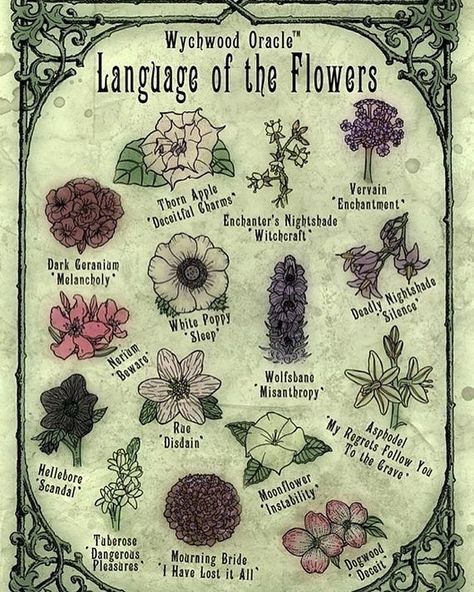 Language Of The Flowers, Flowers Doodles, Poison Garden, Witch Garden, Drawing Flowers, Witch Spell Book, Flower Meanings, Baby Witch, Secret Gardens