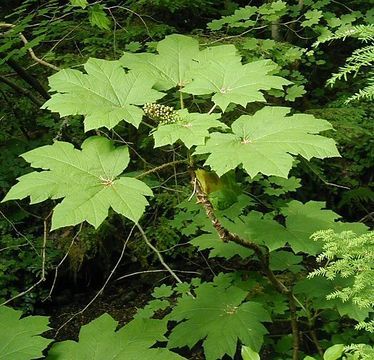 Encyclopedia of Life Devils Club Plant, Devils Club, Plant Illustration, Plant Collection, Native Plants, Idaho, Plant Leaves, Tattoo Ideas, Sketch Book