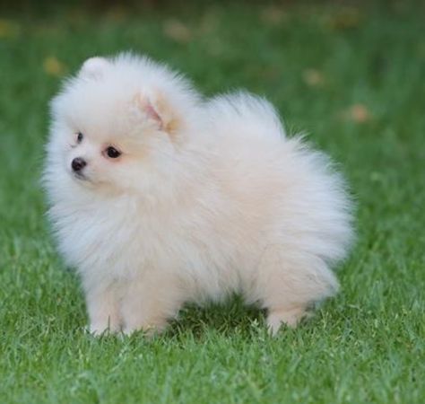 Puppy Instagram, Pomeranian Puppy Teacup, Teacup Pomeranian, Pomeranian Puppies, 강아지 그림, Cute Little Puppies, Pomeranian Dog, Pomeranian Puppy