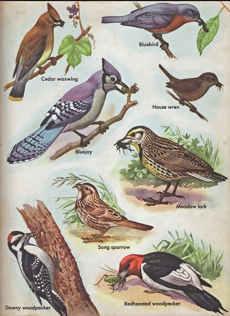 North American Birds, North American Animals, American Birds, Bird Identification, Audubon Birds, Woodland Critters, Bird Book, Bird Poster, Bird Boxes