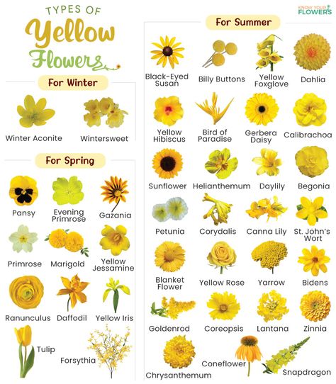 Types of Yellow Flowers - List of Names with Pictures Flower Chart Aesthetic, Types Of Yellow Flowers, Yellow Flowers Meaning, Types Of Daffodils, Names Of Flowers With Pictures, Types Of Wild Flowers, Flowers Name With Pictures, Orange Flower Names, Yellow Flowers Names