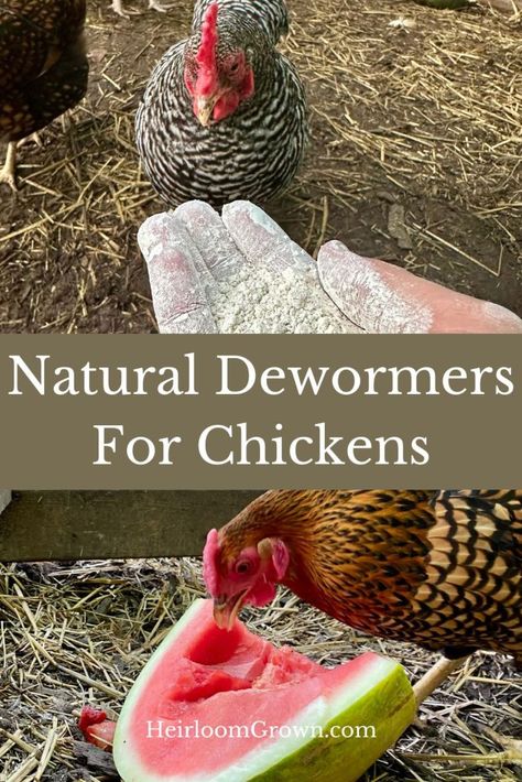 natural dewormers for chickens pin Chicken Dewormer, List Of Foods, Keeping Chickens, Natural Foods, Chickens Backyard, Chicken Coop, Natural Food, Chemicals, Chicken