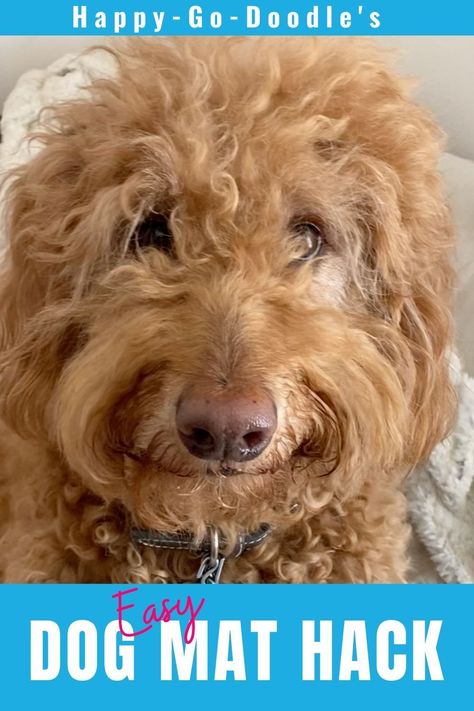 How To Groom Your Doodle At Home, Doodle Grooming Tips, Golden Doodle Hair Care, Dog Matted Hair Tips, Dematting Dog Hair, How To Groom A Labradoodle At Home, How To Demat Dog Hair, How To Remove Matted Dog Hair, How To Get Mats Out Of Dog Hair