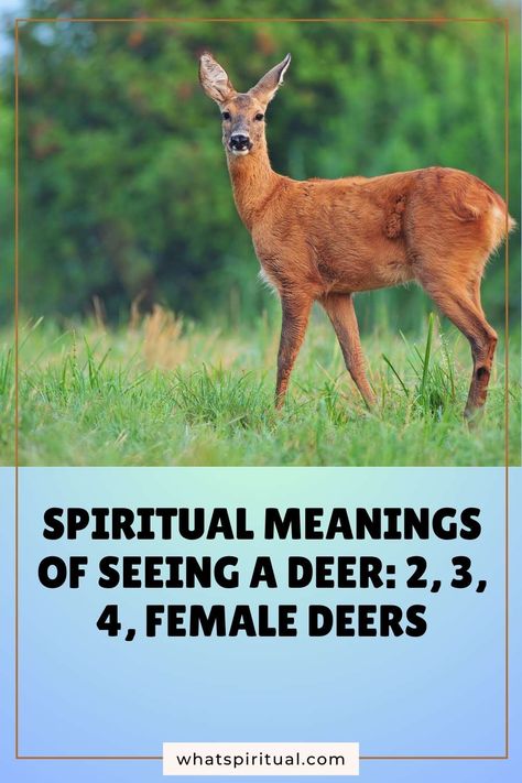 Spiritual Meanings of Seeing A Deer: 2, 3, 4, Female Deers 2 Doe Spiritual Meaning, Spiritual Meaning Of Seeing Deer, Spiritual Meaning Of Deer, Deer Meaning, Ethereal Animals, Stag Symbolism, Witchy Business, Female Deer, Totem Animals