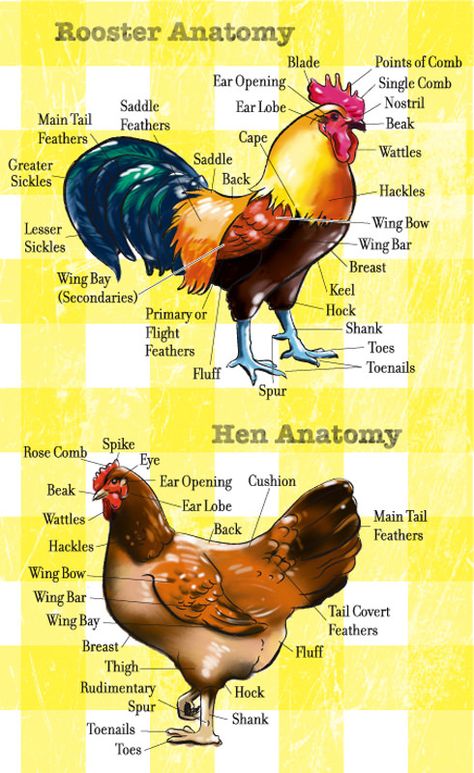 rooster anatomy and hen anatomy Chicken Anatomy, Reban Ayam, Types Of Chickens, Chicken Health, Keeping Chickens, Chicken Lady, Chickens And Roosters, Chicken Coops, Chicken Breeds