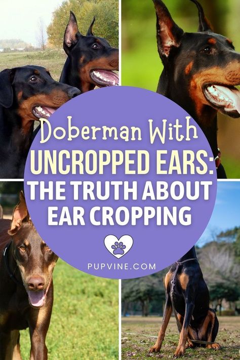 Doberman Ear Cropping Styles, Doberman Uncropped Ears, Doberman Ears, Doberman Ear Cropping, Doberman Pinscher Natural Ears, Doberman Breed, Doberman Training, Doberman Tattoo, Pinscher Dog