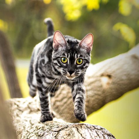 < https://wildnsweetbengals.com/en/bengal-kittens-for-sale/charcoal-bengal-cat/ > Charcoal Bengal Cat, Charcoal Bengal, Beautiful Cats Pictures, Cutee Animals, Spotted Cat, Cat Obsession, Warrior Cat Oc, Cat Oc, Grey Horse