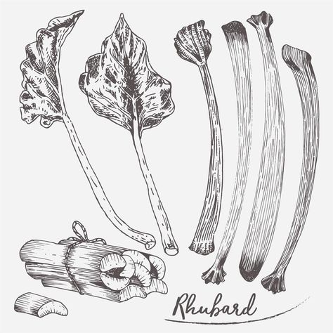 Rhubarb Set Illustration Vector Rhubarb Drawing, Rhubarb Tattoo, Rhubarb Illustration, Radish Tattoo, Dainty Tats, Skin Pictures, Patchwork Tattoos, Venus Tattoo, Rhubarb Gin