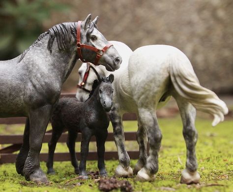 https://flic.kr/p/RnXaAn | Percheron family | Repainted model horses Schleich Horses Stable, Toy Horse Stable, Wild Horse Pictures, Bryer Horses, Pony Breeds, Hobby Horses, Horse Inspiration, Big Friends, Mustang Horse