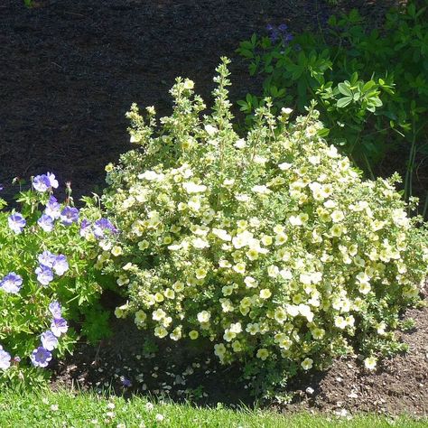 Evergreens For Shade, Ecological Landscape, Native Plant Landscape, Sustainable Landscape, Smooth Hydrangea, Shade Shrubs, Sustainable Landscaping, Native Plant Gardening, Wildlife Gardening