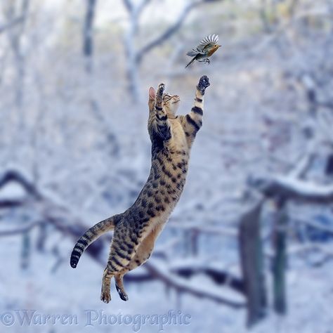 Gato que pula em Robin na neve Cat Jumping, Cats 101, Cat Anatomy, Bird Flying, Cat Reference, Image Chat, Cat Pose, Warrior Cat, Bengal Cat