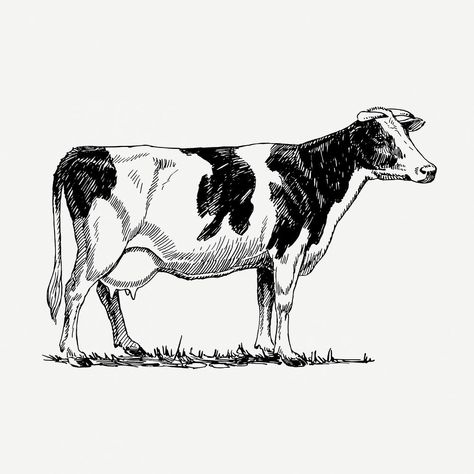 Cow Tattoo, Cow Vector, Cow Illustration, Holstein Cows, Free Printable Art, Dairy Cows, Personalized Golf, Milk Cow, Vintage Tattoo