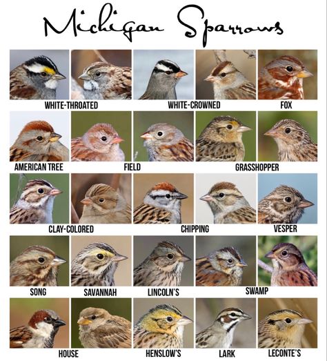 Birds Name List, Michigan Wildlife, Michigan Birds, Swamp House, Tiny Baby Animals, Merlin Bird, Backyard Birds Watching, Bird Study, Bird Template