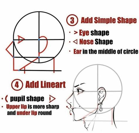 Art Classroom Management, Body Drawing Tutorial, Nose Shapes, How To Shade, Drawing Stuff, Upper Lip, Body Drawing, Human Face, Art Practice