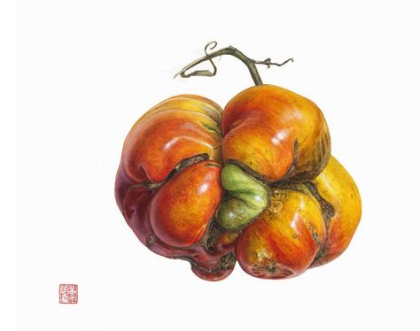 Botanical Art Drawing, Heirloom Tomato, Illustration Botanique, Botanical Painting, Botanical Watercolor, Botanical Beauty, Scientific Illustration, Botanical Drawings, Fruit Art