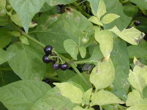 American black nightshade Poison Plants, Black Nightshade, Nightshade Plant, Hedge Witchery, Magickal Herbs, The Poison, Witch Garden, Poisonous Plants, Herbal Magic