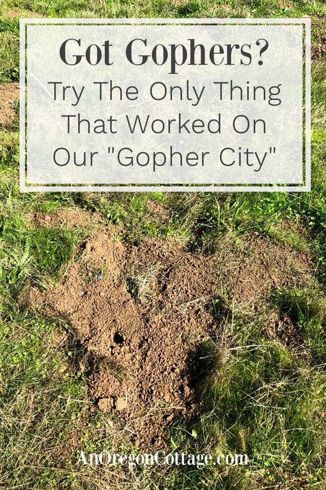 Gofer Repellent, Get Rid Of Gophers In Yard, How To Get Rid Of Chipmunks In Yard, How To Get Rid Of Voles In Your Yard, Voles In Yard Get Rid Of, Gophers Get Rid Of, How To Get Rid Of Gophers In Yard, Moles In Yard, Chipmunk Repellent