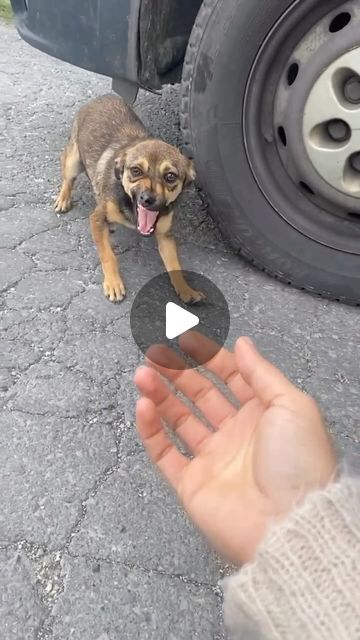 Animals on Instagram: "Rescuing this lost puppy 🥹 Video by: @sos_arms_georgiana_neaguu w/ @paula_pupstar . . . #romania #rescue #rescuedog #rescuedogsofinstagram #rescuedogs #rescuepup #rescueismyfavoritebreed #rescued #rescuedogsrock #reels #animals #animalsofinstagram #animallovers #animallover #adoptdontshop #shelterdog #dogsofinstagram #dogsofinstgram #doglover #love #transformation #lovepuppies" Rescue Puppies, Pet Rescue, August 27, Dog Mat, Rescue Dogs, Shelter Dogs, Animal Rescue, Romania, Animal Lover