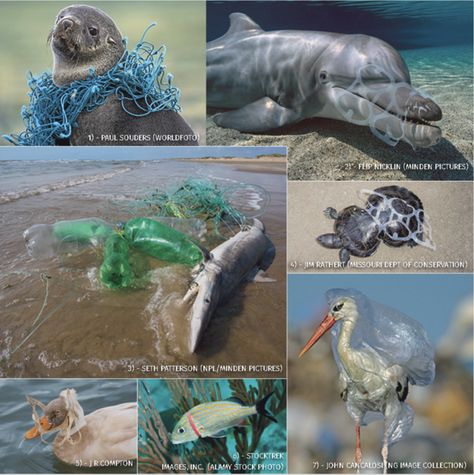 Plastic Pollution Photography, Beach Pollution, Pollution Pictures, Stop Pollution, Stop Plastic Pollution, Ocean Life Photography, Energy Science, Save The Sea Turtles, Fish Activities