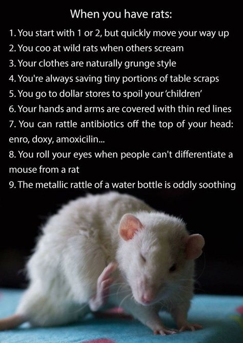 Rats As Pets, Rat Body Language, Rat Care Tips, Rat Breeding, Rat Facts, Birthday Cake Diy, Pet Rat Cages, Killing Rats, Rat Care