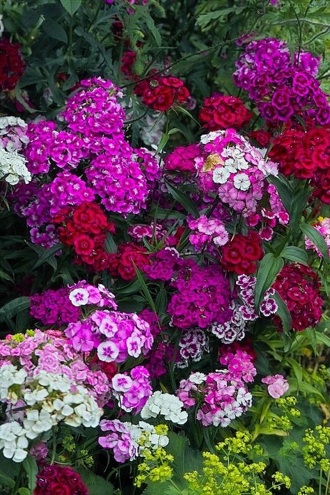 Sweet William Flowers, Dianthus Barbatus, Sweet William, Wallpaper Nature Flowers, Pink Garden, Beautiful Flowers Garden, Flowers Perennials, Small Gardens, Garden Flowers