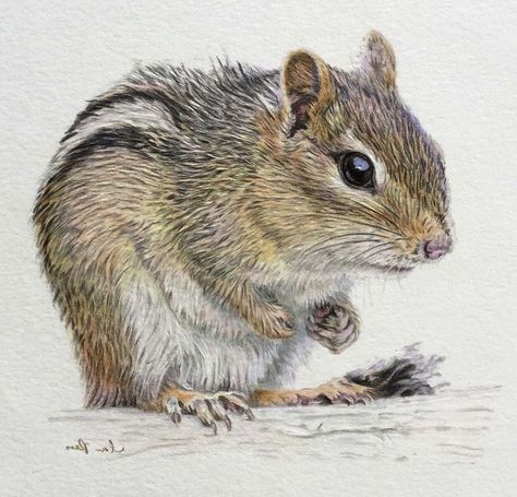 Chipmunk Drawing, Chipmunk Painting, Squirrel Drawing Realistic, Watercolor Squirrel Painting, Watercolour Squirrel, Watercolor Chipmunk, Squirrel Art, Color Pencil Drawing, Animal Sketches