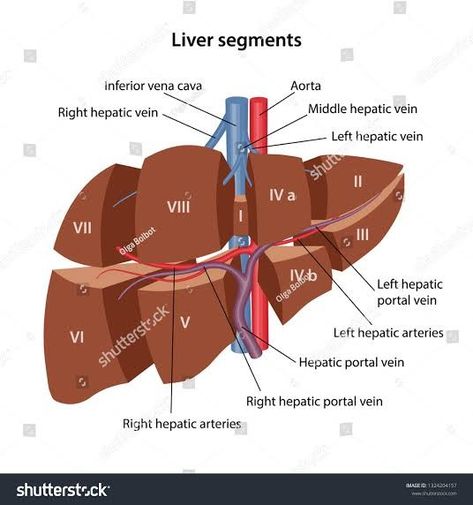 Science Doodles, Human Liver, The Liver, Royalty Free Images, Anatomy, Science, Stock Photos, Human