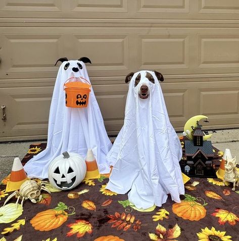 Haunted Dog House, Diy Ghosts With Tomato Cage, Tomato Cage Ghost, Dog Ghost Costume, Tomato Cage Crafts, Dollar Tree Crafts Diy, Halloween Food Crafts, Dog Ghost, Ghost Crafts