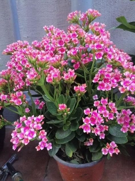 Kalanchoe Kalanchoe Flowers, Pretty Flowers Photography, Nice Good Morning Images, Kalanchoe Blossfeldiana, Flower Magic, Flower Garden Design, Beautiful Flowers Photos, Fruit Flowers, Beautiful Flowers Garden