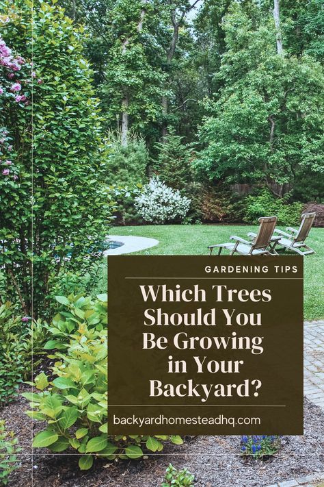 Fastest Growing Trees For Privacy, Best Shade Trees Backyards, Shade Trees For Backyard, Tree Placement In Backyard, Trees For Garden, Best Trees For Privacy, Best Shade Trees, Backyard Nursery, Acreage Living