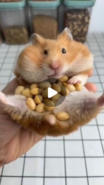 Hee Hee, Cute Hamsters, February 10, Like Animals, Animal Videos, Pet Lover, Animals Pets, Animal Gifs, Wildlife Photography