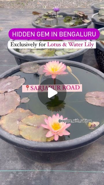 Explore with Sabinaa on Instagram: "Hidden gem in Sarjapura road @lilypondstore 

• They have 150+ varieties of potted Lotus and Waterlilies. Perfect for balcony and patios. They ship potted plants anywhere in Bangalore.

Prices Starting from Rs550/- for Plant without pot
And Rs1500/- for Potted plants.

* Do visit the store or check out their website for more amazing plant collection.

📍Location -Lily Pond Store, Sarjapura - Attibele Rd, BEML Cooperative Society Layout, S. Medihalli, Karnataka 562107

Website - https://lilypondstore.in
Contact no. 9880055260 via WhatsApp.

Save & Share
Do follow my page @explore_with_sabinaa 

#lily #lotus #lotusnursery #lilynursery #flower #nursery #plantnursery #lilypondstore #bangalore #bengaluru #nammabengaluru #karnataka #india #sarjapura #sarjapur Lotus Pot Ideas, Waterlily Pond, Lotus Plant, Lily Lotus, Lotus Pond, Flower Nursery, Follow My Page, Lily Pond, Plant Nursery