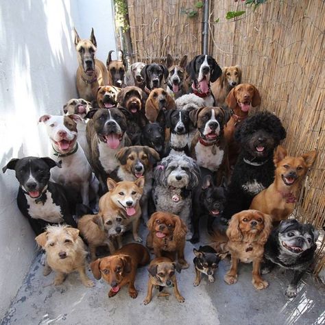 Glorious Group Photos Show The Happiest Pack Of Dogs In Town - The Dodo Pet Anime, Dog Poses, Led Dog Collar, Dog Leads, Labradoodle, Shelter Dogs, Animal Photo, Bull Terrier, Dog Leash