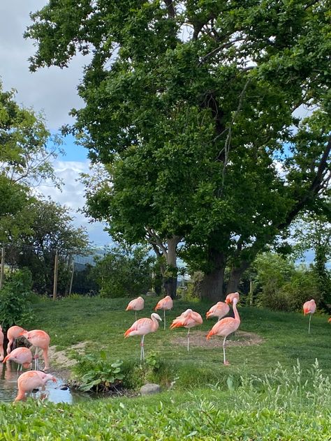 #zoo #aesthetic #flamingo #animals #popular #pretty #pink Zoo Park Aesthetic, Zoo Date Aesthetic, Aesthetic Flamingo, Zoo Aesthetic, Popular Pretty, Zoo Zoo, Zoo Park, Houston Zoo, Zoo Animals