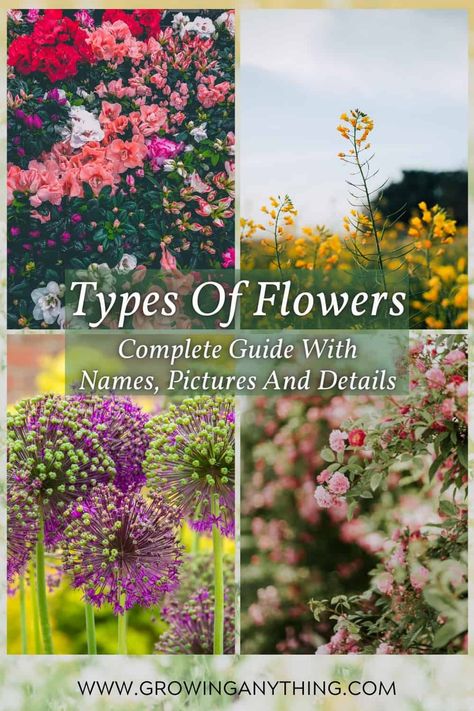 211 Difference Types of Flowers: Complete Guide With Names, Pictures and Details Different Type Of Flowers, All Types Of Flowers, Bamboo Species, Cranesbill Geranium, Different Kinds Of Flowers, Flower Chart, Flower Types, Flowering Succulents, Gardening Inspiration