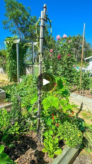 56K views · 2.1K reactions | Last year I posted a reel about growing zucchini and squash vertically. It went viral with over 3mil views and countless comments. 4 months later my squash is still producing, though it has outgrown its stake. It even survived a storm that broke its original stake. 
Have you tried growing zucchini or squash this way before? 
⁣
.⁣
.⁣
.⁣
.⁣
.⁣
#eatwhatyougrow #ediblegarden #garden #gardener #gardenersofinstagram #gardening #gardens #gardensofinstagram #gardentotable #greenthumb #growfood #growfoodnotlawns #growyourownfood #growyourownveggies #gyo #homegrownfood #homegrownveggies #kitchengarden #organic #organicgarden #organicgardening #growitlocalawards2024 #raisedbeds #tomatoes #urbangarden #vegetablegarden #vegetables #veggie #veggiegarden #veggiegardening | 🌻 Zucchini And Squash, Growing Zucchini, Zucchini Plants, Homegrown Food, Garden Care, Grow Your Own Food, Veggie Garden, Growing Food, Edible Garden