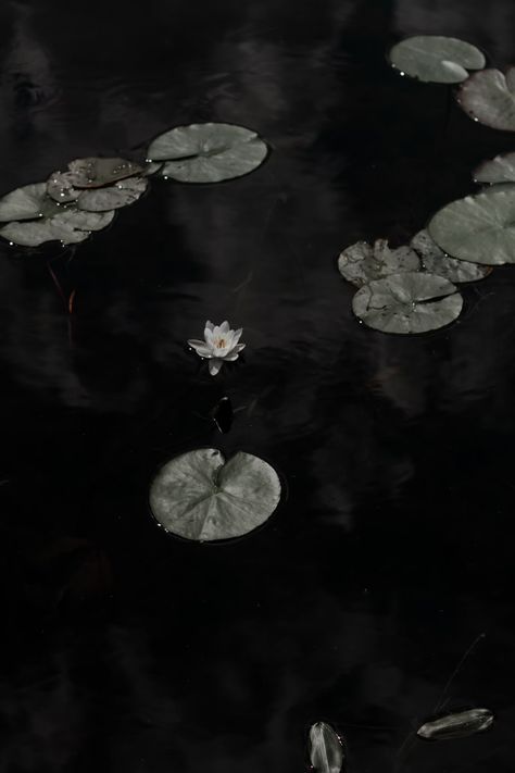 white lotus flower on water photo – Free Jaunkalsnava Image on Unsplash Lotus Aesthetic, Dark Lotus, White Lotus Flower, Dark Feeds, Water Photo, Water Aesthetic, Dark Flowers, White Lotus, Floating In Water