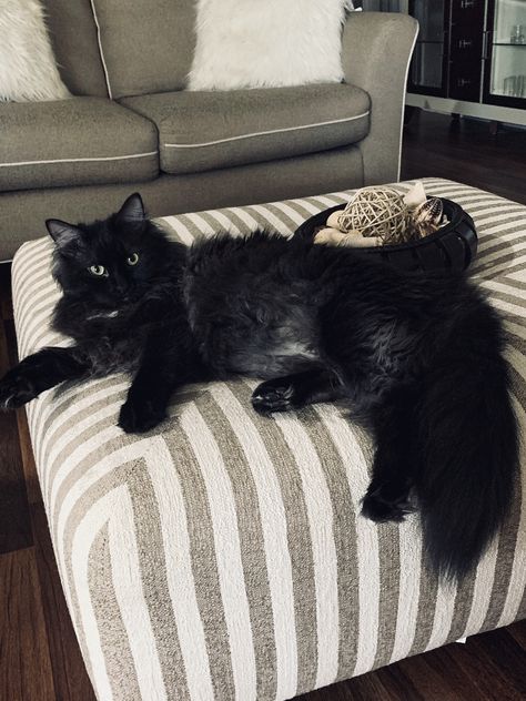 Fluffy Black Cat, Black Kitties, Black Cat Aesthetic, Dream's Cat, Siberian Cat, Norwegian Forest Cat, Cats Cute, Cat Aesthetic, Cats Meow