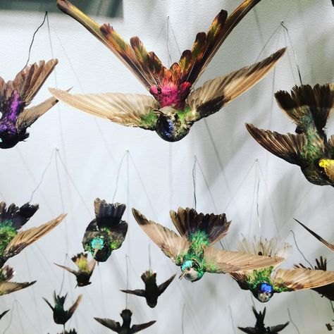 Taxidermied hummingbirds, Harvard Museum of Natural History Taxidermy Decor, Collection Aesthetic, Insect Wings, Vulture Culture, Arch Interior, Wings Art, Natural Curiosities, Museum Of Natural History, Natural History Museum