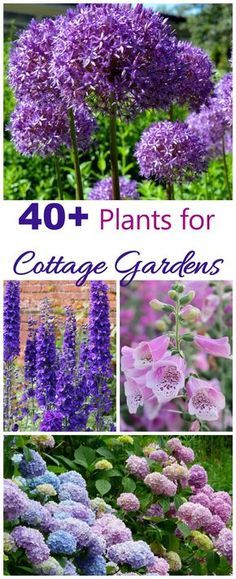 Arrange Plants In Garden, Country Garden Plants, Cottagecore Front Garden, Cottage Garden Flower Beds, Cottage Garden Flower Bed Ideas, Cottage Garden Planting Plan, English Garden Plants, English Garden Flowers, Small Flower Garden Design