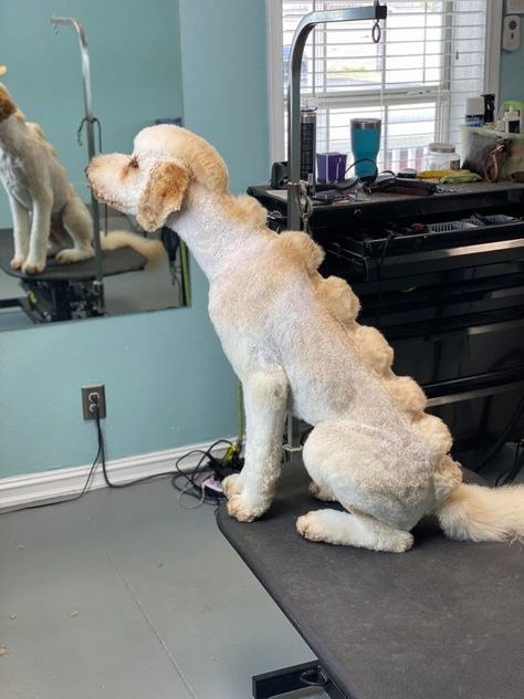 Goldendoodle Haircuts that Will Make You Swoon! (Lots of Pictures!) Labradoodle Haircut, Poodle Haircut Styles, Goldendoodle Haircuts, Goldendoodle Grooming, Poodle Haircut, Poodle Cuts, Creative Grooming, Puppy Cut, Poodle Grooming