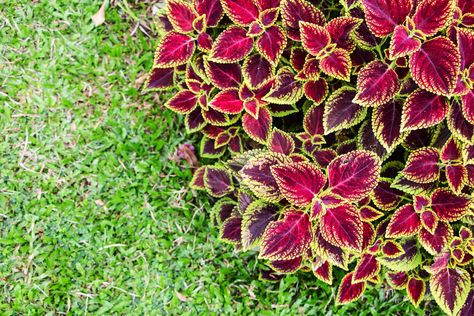 Are Coleus Plants Perennial Flowers? | Hunker Coleus Plants, Plant Leaves Turning Yellow, Asclepias Tuberosa, Short Plants, Perennial Flowers, Invasive Plants, Blooming Plants, Flower Quotes, Fall Plants