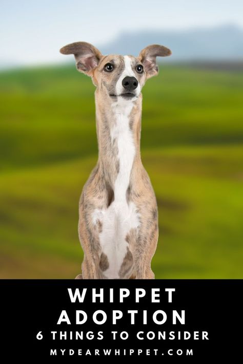 Adopting a Whippet Whippet Rescue, Beautiful Crazy, Crazy Dogs, Whippet Dog, Dog Facts, Crazy Dog, Forever Home, Whippet, Dog Names