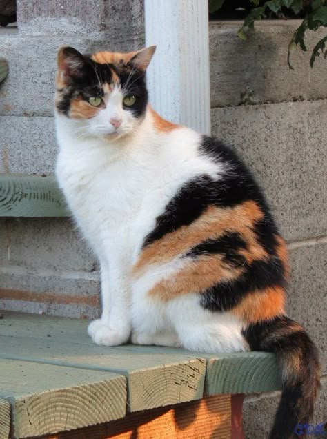 Calico Cat Names, Most Beautiful Cat, Pro Plan, Calico Kitten, Purina Pro Plan, Beautiful Cat Breeds, Cat Pose, Most Beautiful Cat Breeds, Unique Cats