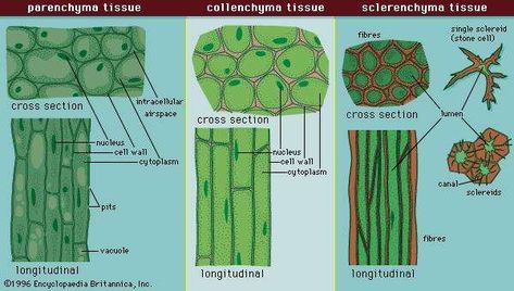 Figure 5: Cell types and tissues. Ground Tissue, Tissue Biology, Biology College, Biology Plants, Tissue Types, Plant Tissue, Biology Lessons, Plant Life Cycle, Teaching Biology